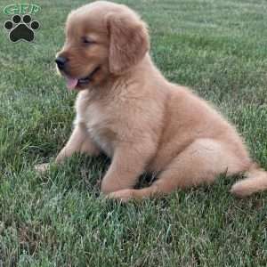 Milo, Golden Retriever Puppy