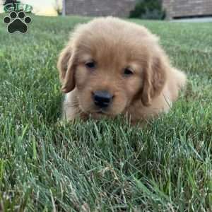 Milo, Golden Retriever Puppy