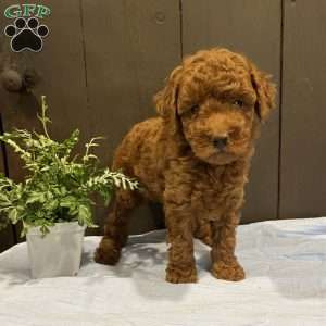 Jax, Toy Poodle Puppy
