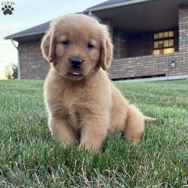 Milo, Golden Retriever Puppy