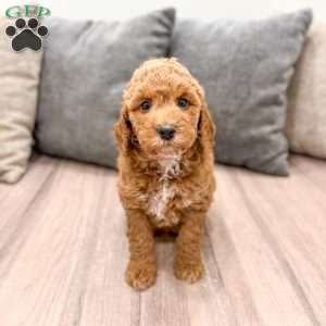 Jesse, Mini Goldendoodle Puppy