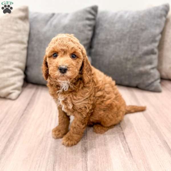 Jesse, Mini Goldendoodle Puppy