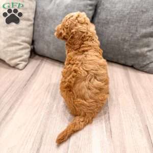 Jesse, Mini Goldendoodle Puppy