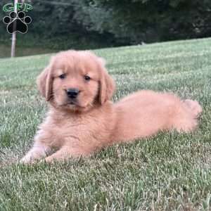 Huck, Golden Retriever Puppy