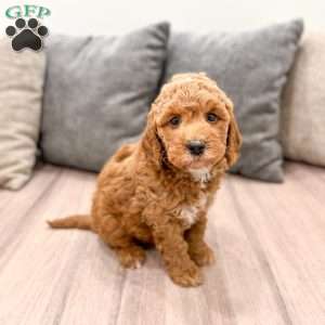 Jesse, Mini Goldendoodle Puppy