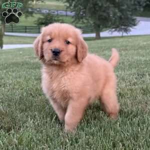 Huck, Golden Retriever Puppy