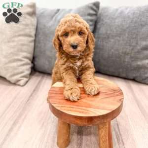 Jesse, Mini Goldendoodle Puppy