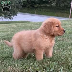 Huck, Golden Retriever Puppy