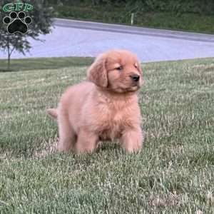 Huck, Golden Retriever Puppy