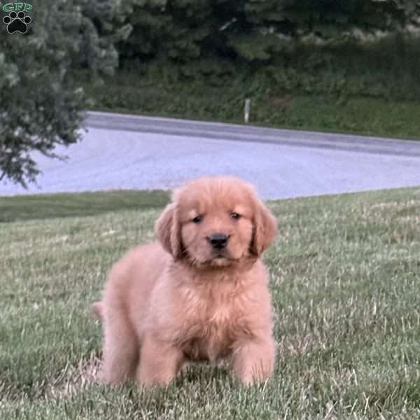 Huck, Golden Retriever Puppy