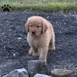 Huck, Golden Retriever Puppy