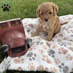 Saxon, Cavapoo Puppy