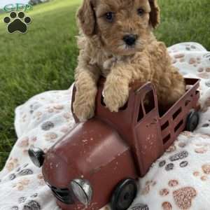 Saxon, Cavapoo Puppy