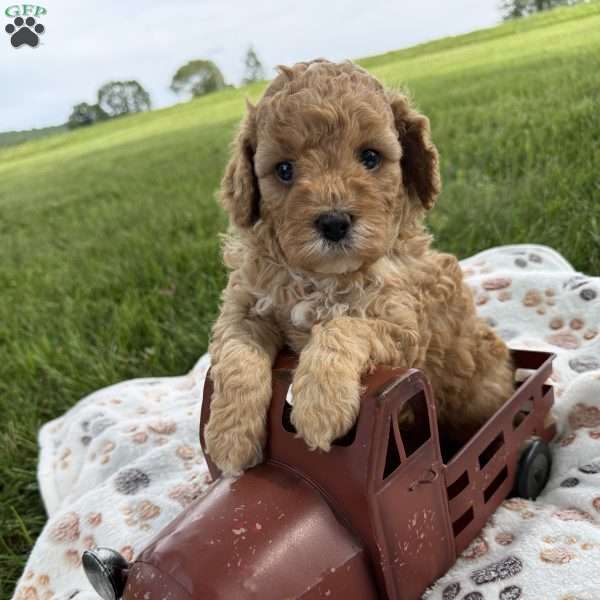 Saxon, Cavapoo Puppy