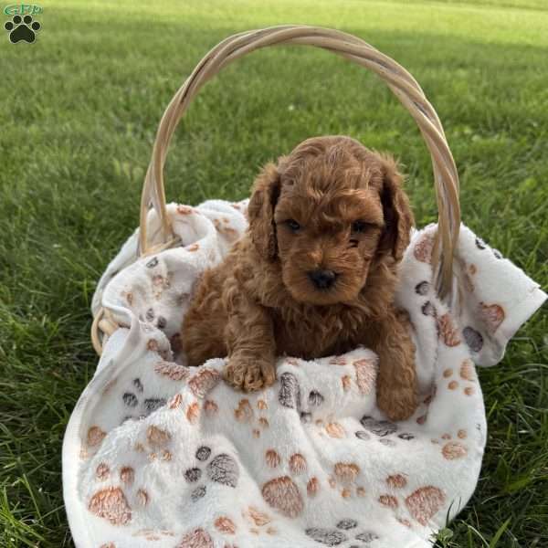 Stewart, Cavapoo Puppy