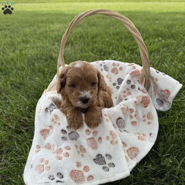Stanley, Cavapoo Puppy