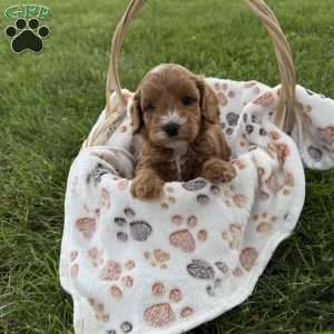 Stanley, Cavapoo Puppy