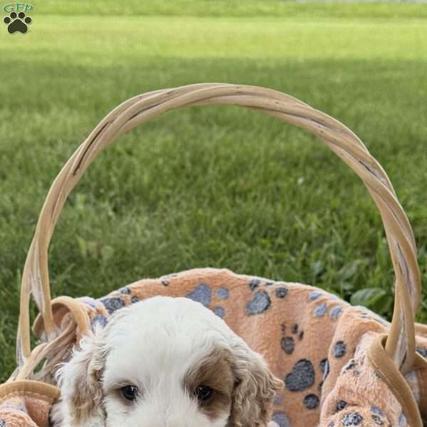 Spencer, Cavapoo Puppy