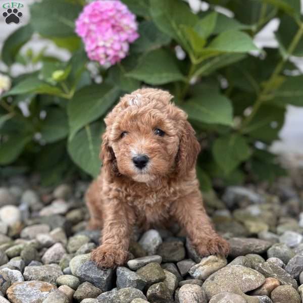 North Carolina ( Nora), Mini Whoodle Puppy