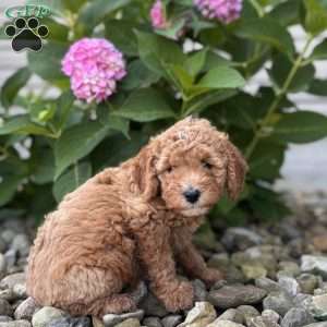 North Carolina ( Nora), Mini Whoodle Puppy