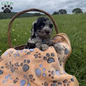 Travis, Cavapoo Puppy