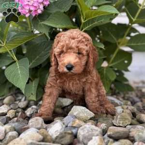 Georgia ( Georgie), Mini Whoodle Puppy