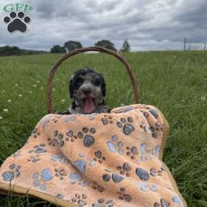 Travis, Cavapoo Puppy