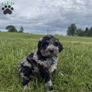 Travis, Cavapoo Puppy