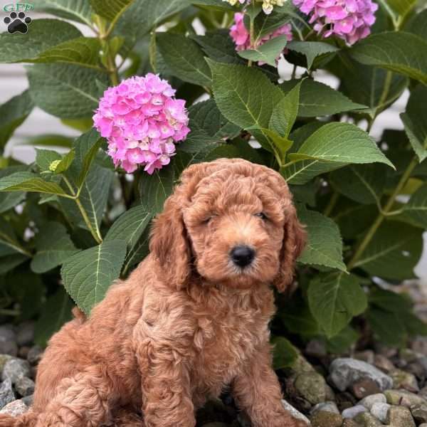 Georgia ( Georgie), Mini Whoodle Puppy