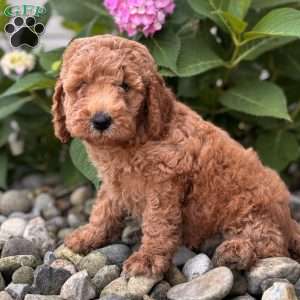 Georgia ( Georgie), Mini Whoodle Puppy