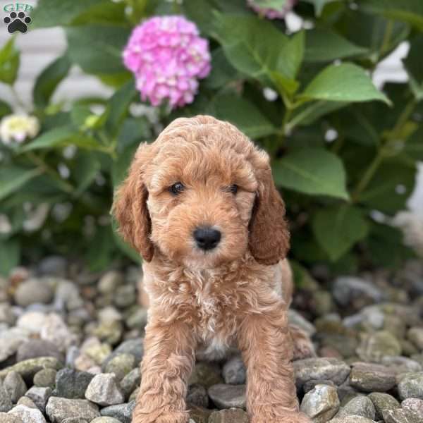 Texas( Tex ), Mini Whoodle Puppy