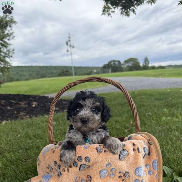 Travis, Cavapoo Puppy