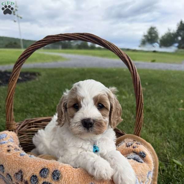 Toby, Cavapoo Puppy