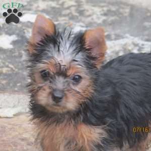 Carrie, Yorkie Puppy