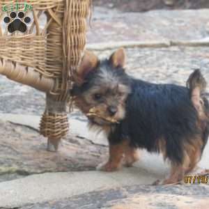 Carrie, Yorkie Puppy