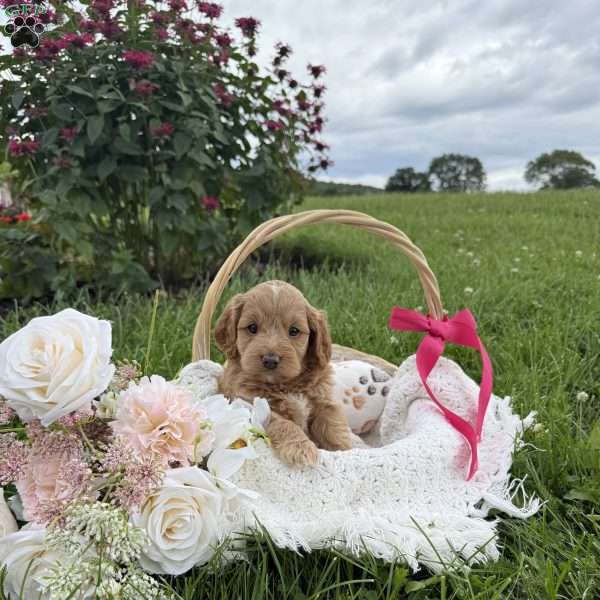 Teva, Cavapoo Puppy