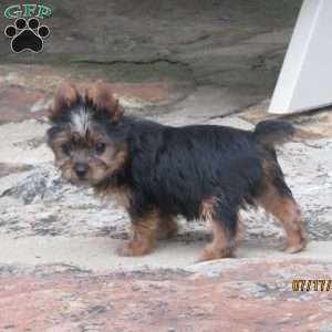 Carrie, Yorkie Puppy