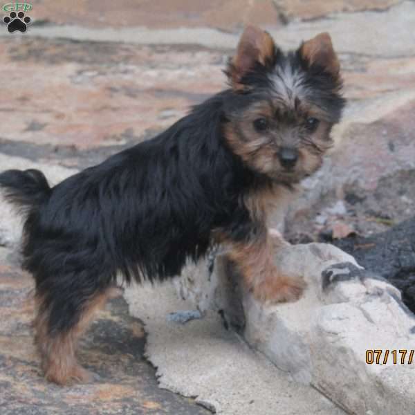 Carrie, Yorkie Puppy