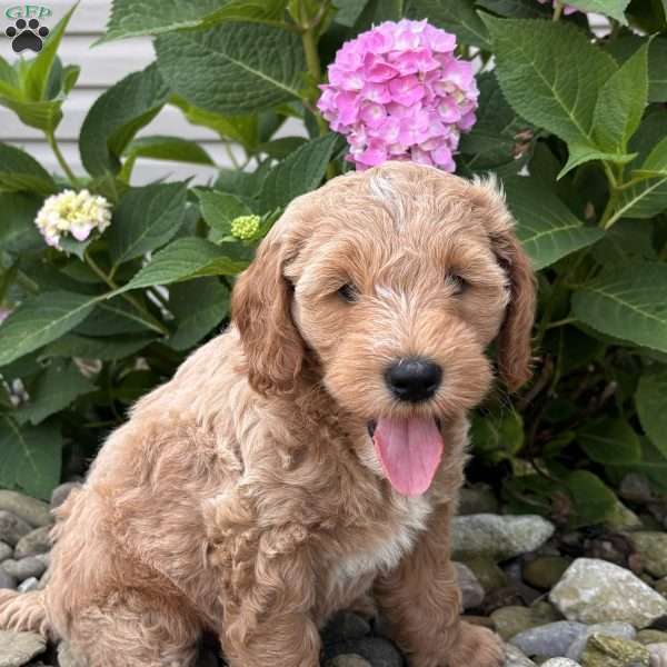 Wyoming (Wyatt), Mini Whoodle Puppy