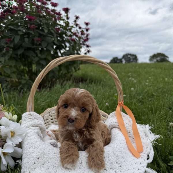 Tracy, Cavapoo Puppy