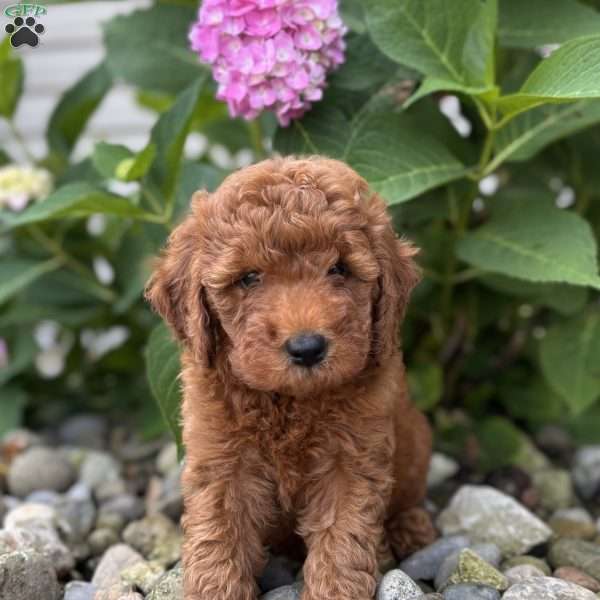 Nevada (Neve), Mini Whoodle Puppy