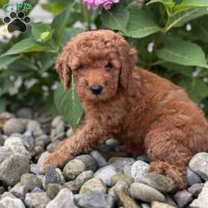 Nevada (Neve), Mini Whoodle Puppy