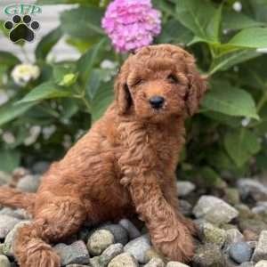 Nevada (Neve), Mini Whoodle Puppy