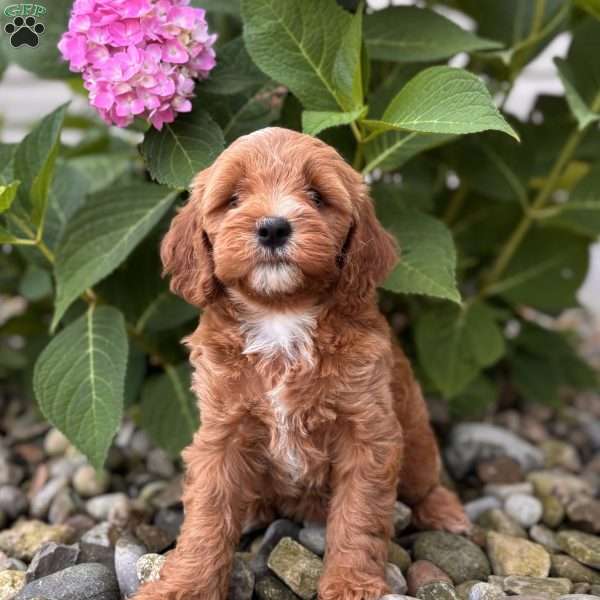 Minnesota ( Minnie), Mini Whoodle Puppy
