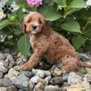 Minnesota ( Minnie), Mini Whoodle Puppy