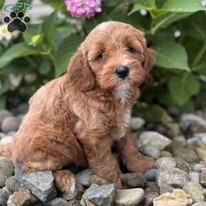 Minnesota ( Minnie), Mini Whoodle Puppy