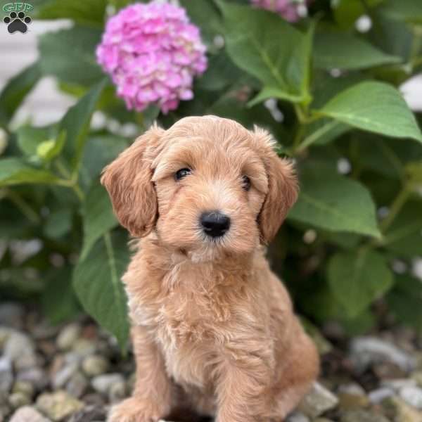 California ( Callie ), Mini Whoodle Puppy
