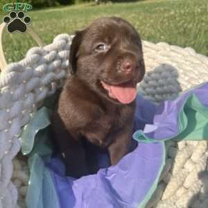 Teddy, Black Labrador Retriever Puppy