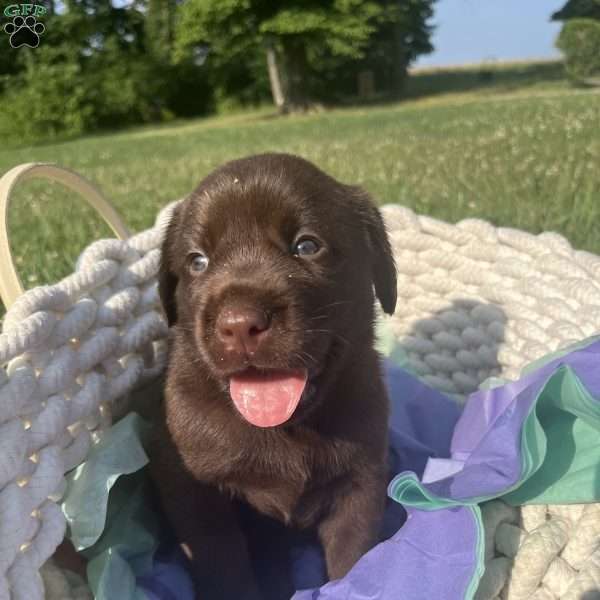 Teddy, Black Labrador Retriever Puppy