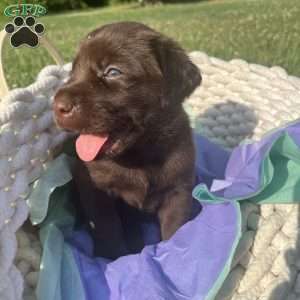 Teddy, Black Labrador Retriever Puppy